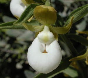 Cypripedium californicum