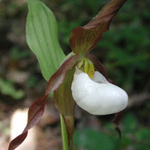 Cypripedium montanum