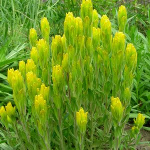 Golden paintbrush (Castilleja levisecta)