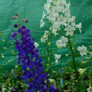 Peacock larkspur (Delphinium pavonaceum)