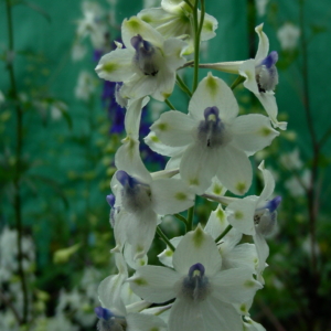 Peacock larkspur (Delphinium pavonaceum)