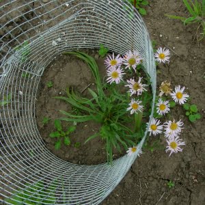 Willamette daisy (Erigeron decumbens)