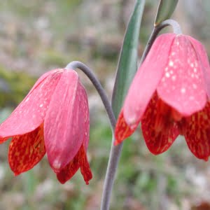 Gentner's fritillary (Fritillaria gentneri)