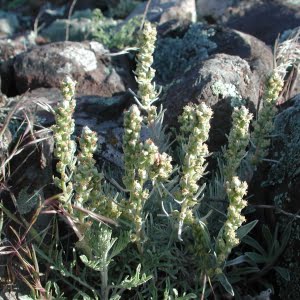 Northern wormwood (Artemisia campestris var. wormskioldii)