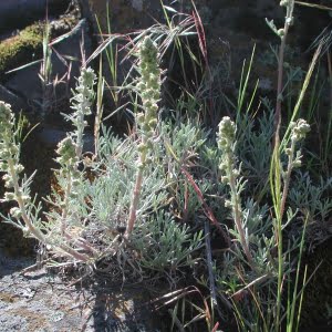 Northern wormwood (Artemisia campestris var. wormskioldii)