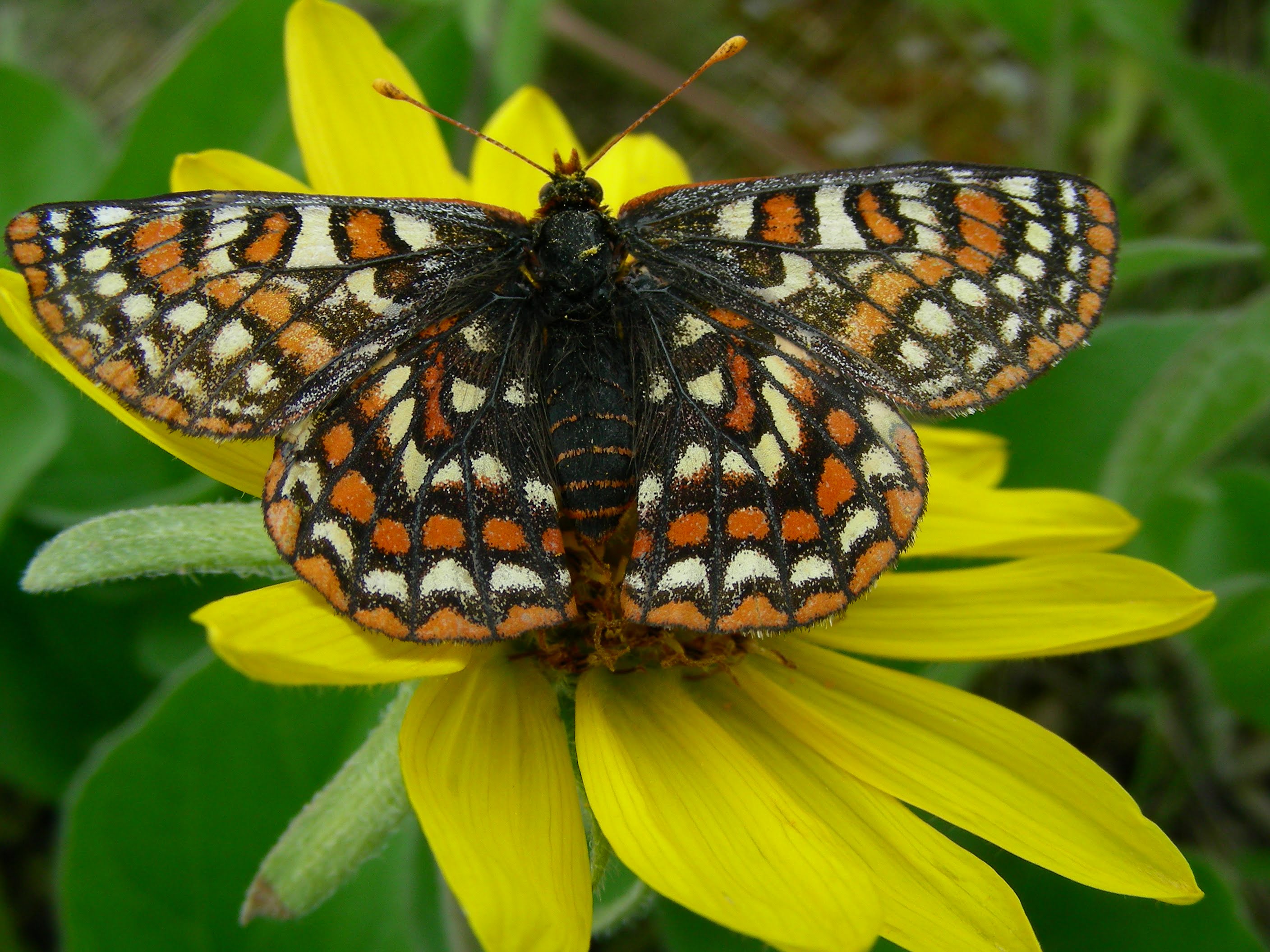 Taylor's checkerspot butterfly