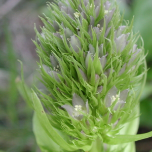 Umpqua green gentian (Frasera umpquaensis)