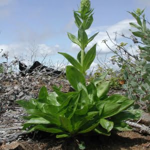 Umpqua green gentian (Frasera umpquaensis)