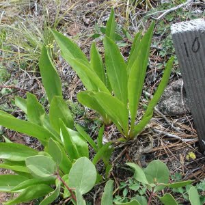 Umpqua green gentian (Frasera umpquaensis)