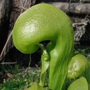 Darlingtonia californica