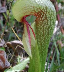 Darlingtonia hood