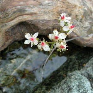 Darmera peltata flowers