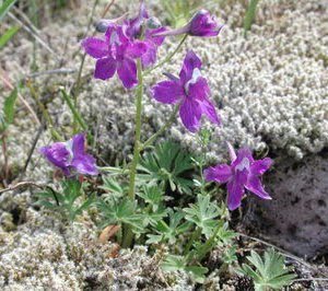 Delphinium menziesii