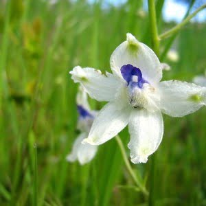 Delphinium pavonaceum