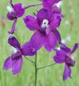 Delphinium menziesii