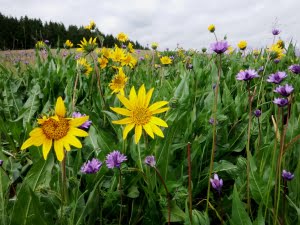 Small patches of ookow and narrowleaf mule's ears make a nice show in spring.