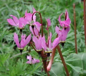 Dodecatheon hendersonii