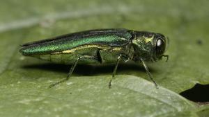 Emerald Ash Borer adult on ash leaf.
