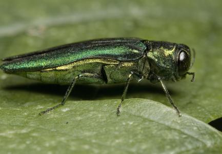 Emerald Ash Borer adult on ash leaf.