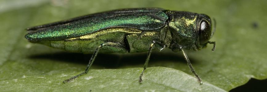 Emerald Ash Borer adult on ash leaf.