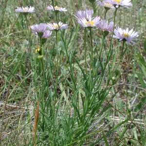 Willamette daisy (Erigeron decumbens)