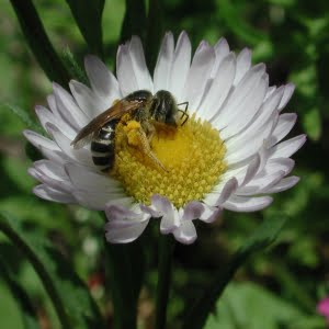 Willamette daisy (Erigeron decumbens)