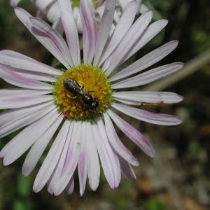 Willamette daisy (Erigeron decumbens)