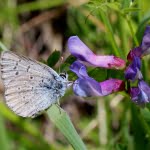 A male Fender's blue butterfly feeding on nectar from a vetch flower