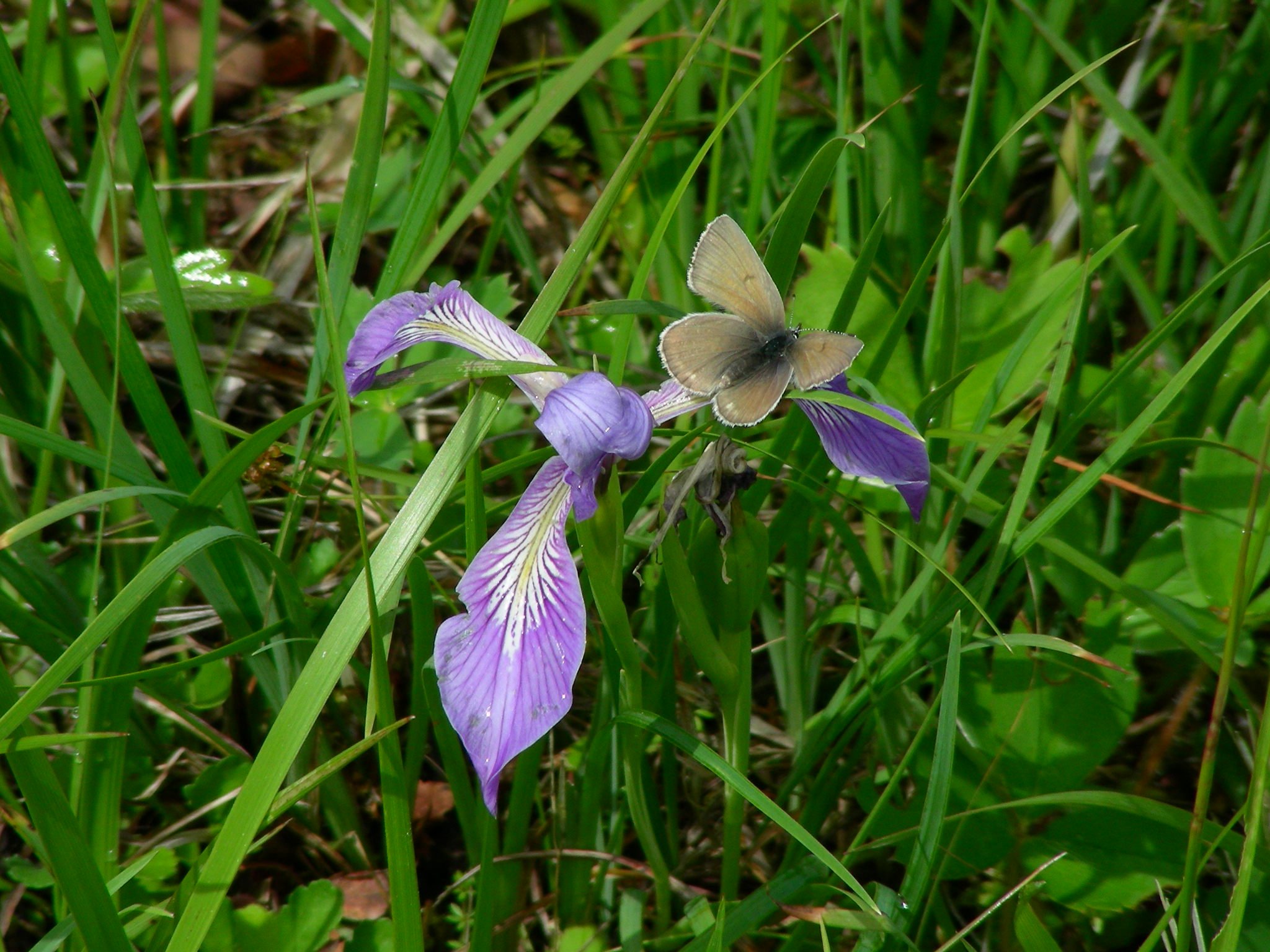 Fender’s Blue Butterfly Institute for Applied Ecology