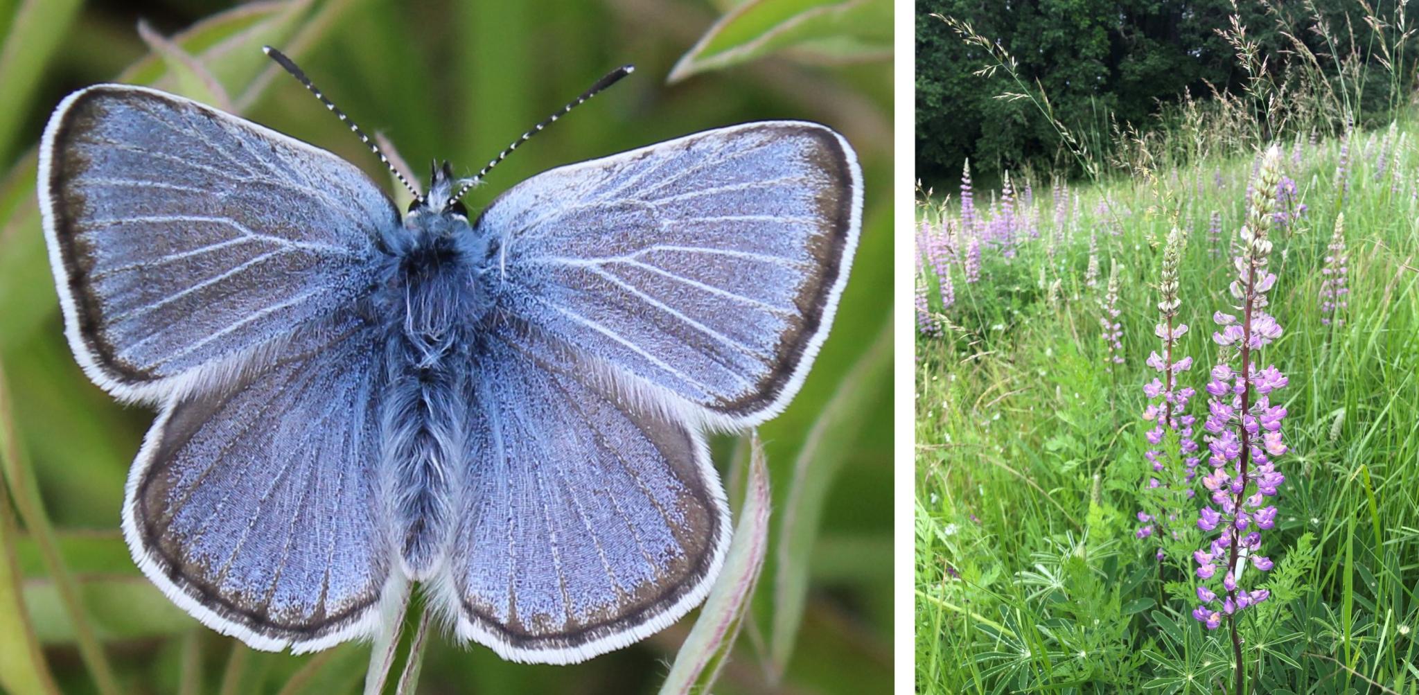 Sweeping out Scotch broom for the Fender’s blue butterfly Institute