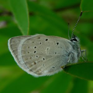 Fender’s blue butterfly