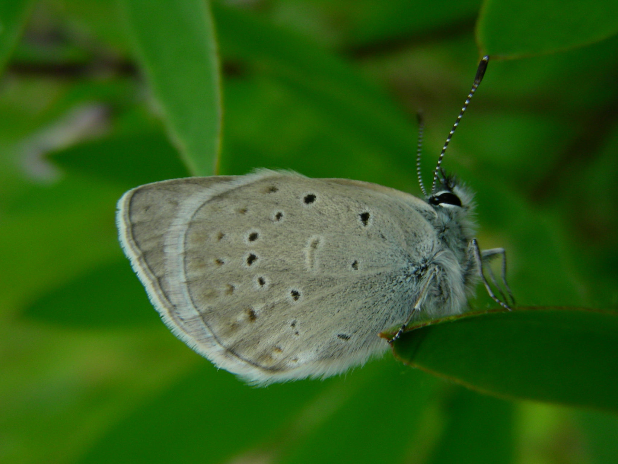 Fender’s Blue Butterfly Institute for Applied Ecology