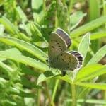 A female Fender's blue butterfly laying eggs on the underside of the leaves of Kincaid's lupine