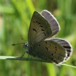 The underwing pattern of dots are key features for identifying Fender's as compared to the more common silvery blue butterfly