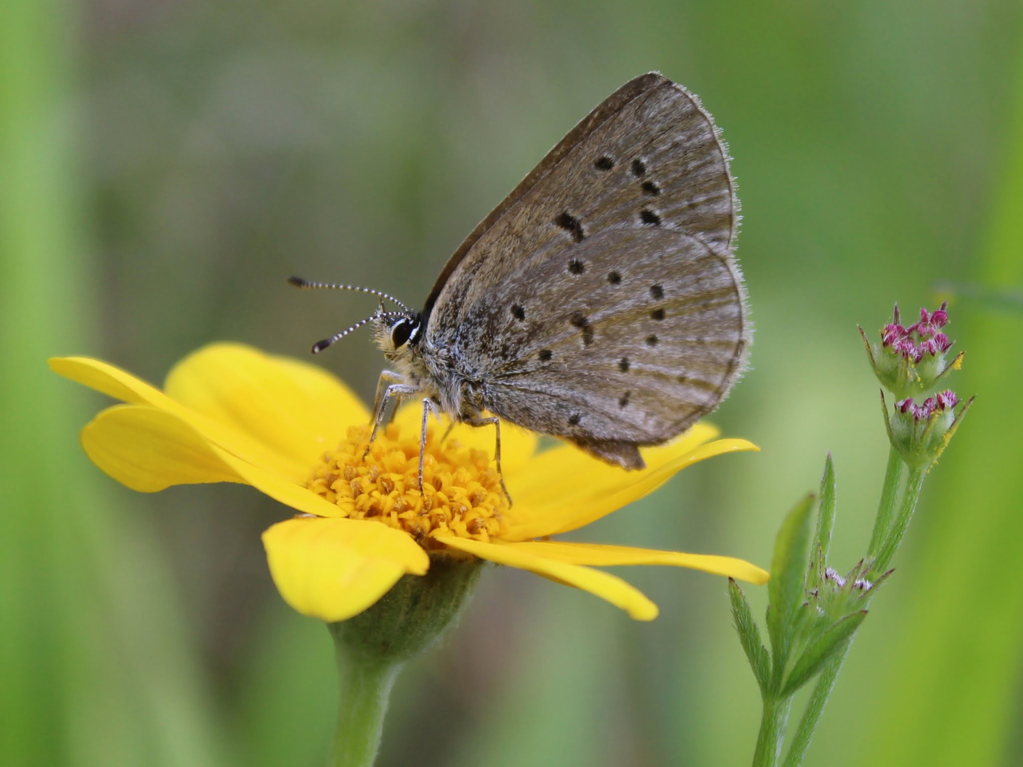 Monitoring Fender's blue butterflies Institute for Applied Ecology