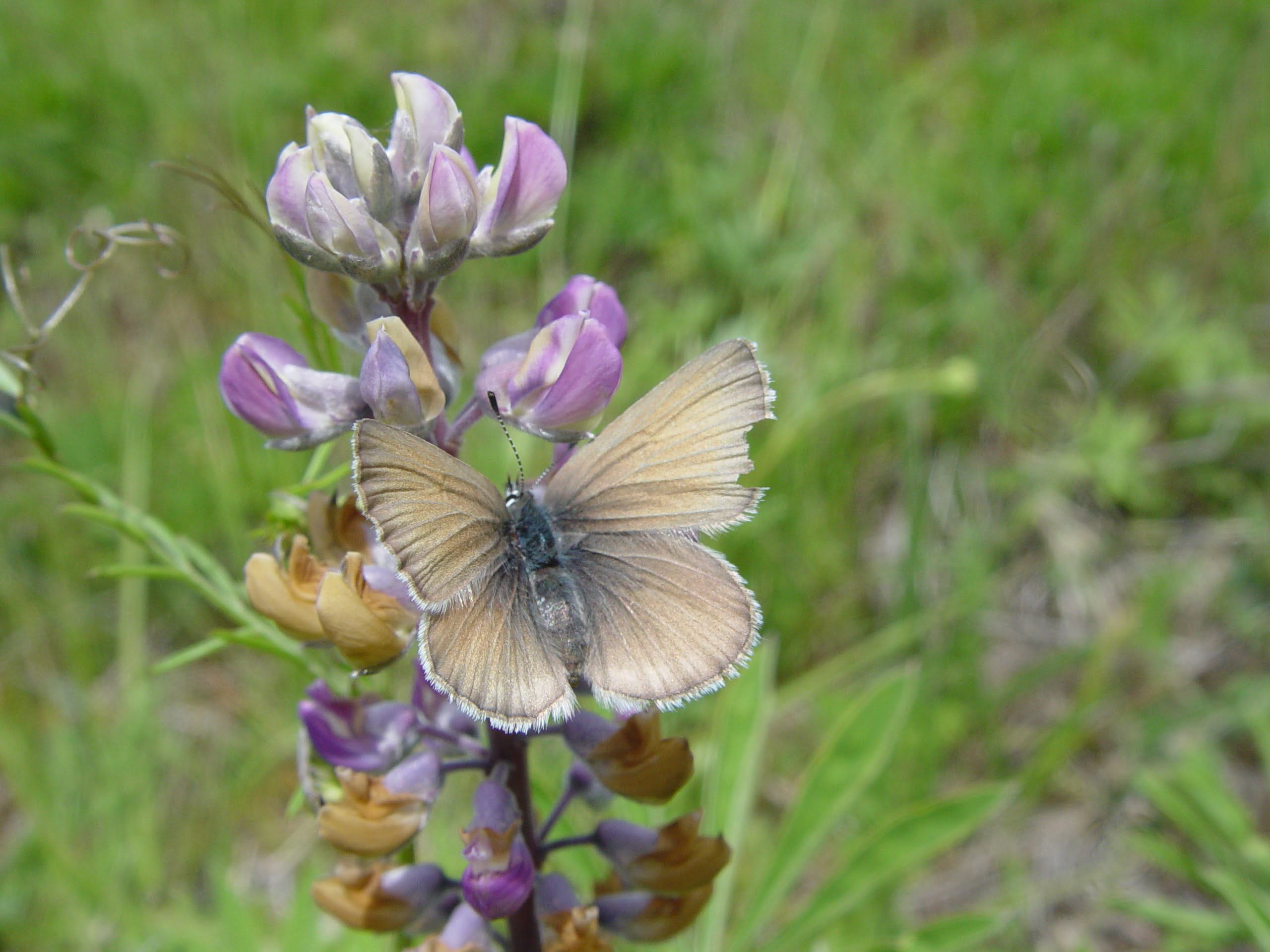 Fender’s Blue Butterfly Institute for Applied Ecology