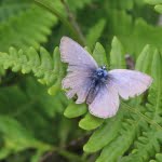 Male Fender's blue butterfly