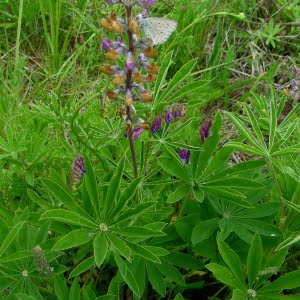 Kincaid's lupine (Lupinus oreganus) with Fender's blue butterfly