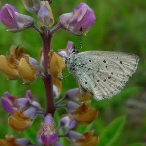 Fender’s blue butterfly