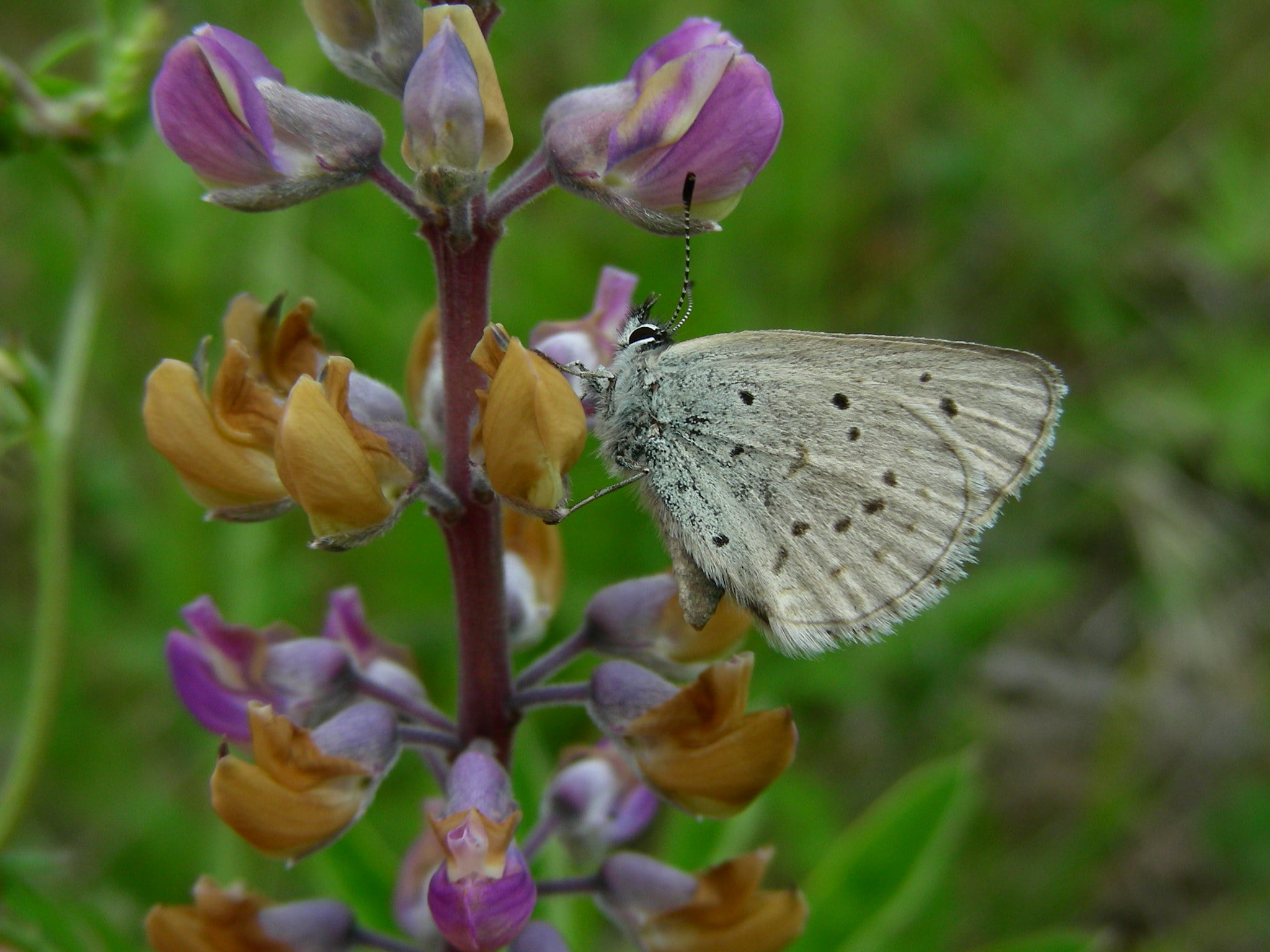 Fender’s Blue Butterfly Institute for Applied Ecology