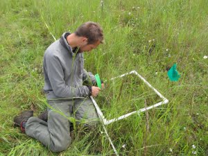 Connor measuring lupine cover at the Fitton Green experimental site
