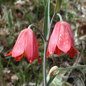 Gentner's fritillary (Fritillaria gentneri)