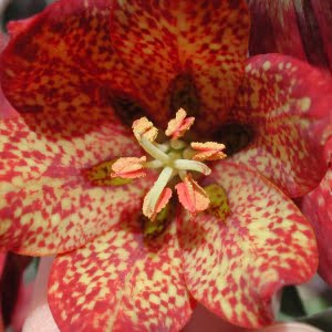 Gentner's fritillary (Fritillaria gentneri)