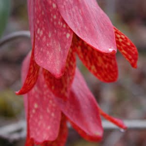 Gentner's fritillary (Fritillaria gentneri)