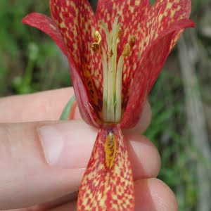 Gentner's fritillary (Fritillaria gentneri)