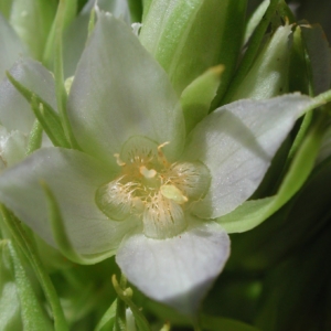 Umpqua green gentian (Frasera umpquaensis)