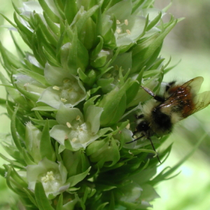 Umpqua green gentian (Frasera umpquaensis)