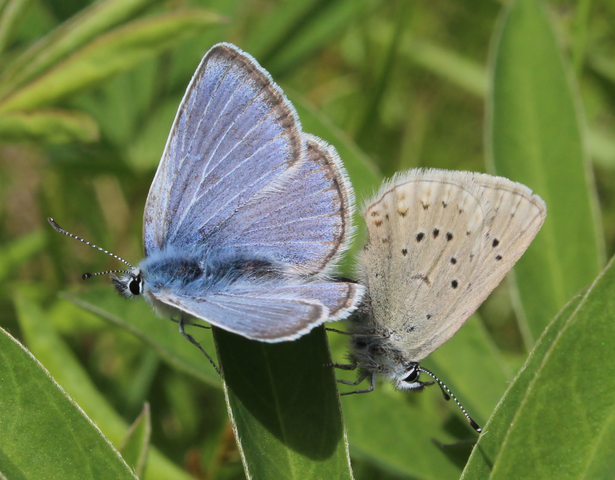 Fender’s Blue Butterfly in 2020 Institute for Applied Ecology