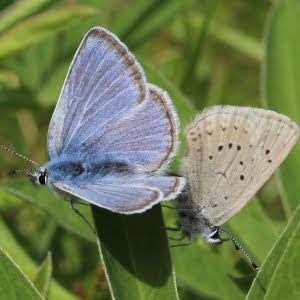 Fender’s blue butterfly