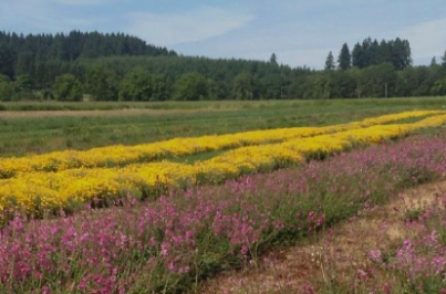 Field in bloom